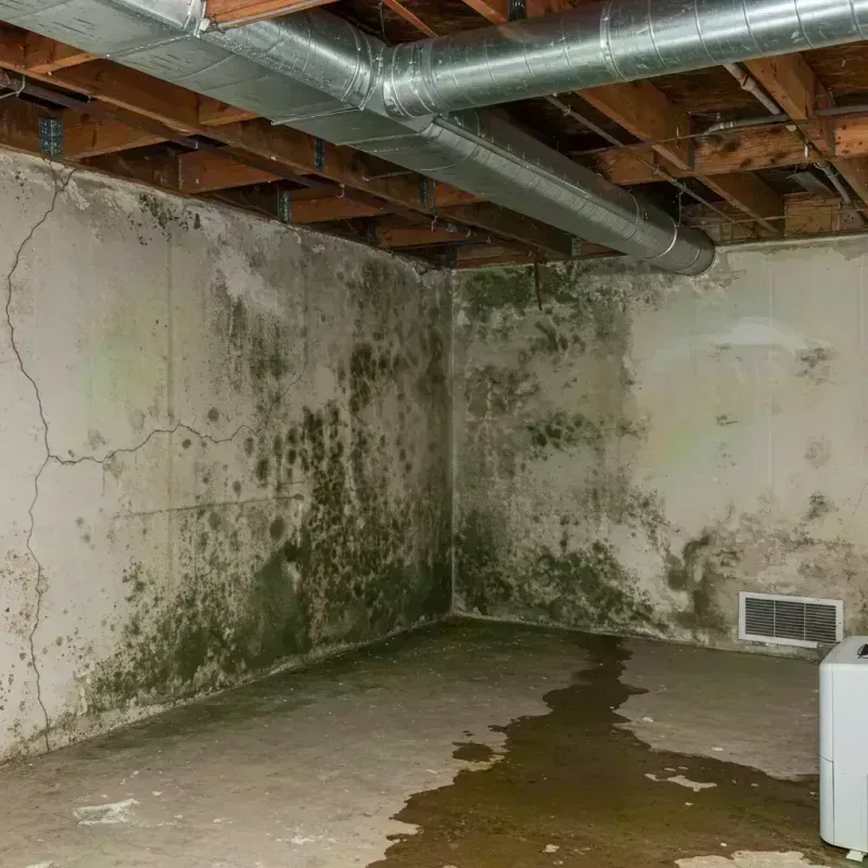 Professional Mold Removal in Limon, CO